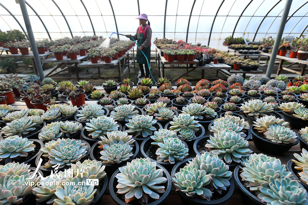 山东青岛：“花卉经济”助力乡村振兴【8】