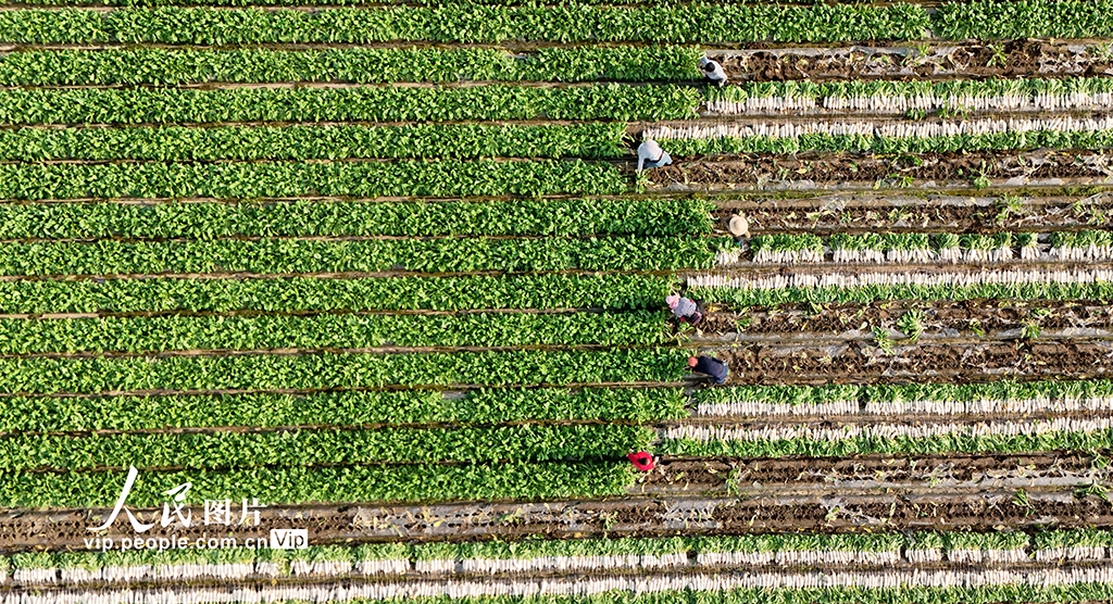 四川蓬安：订单萝卜采收忙【2】