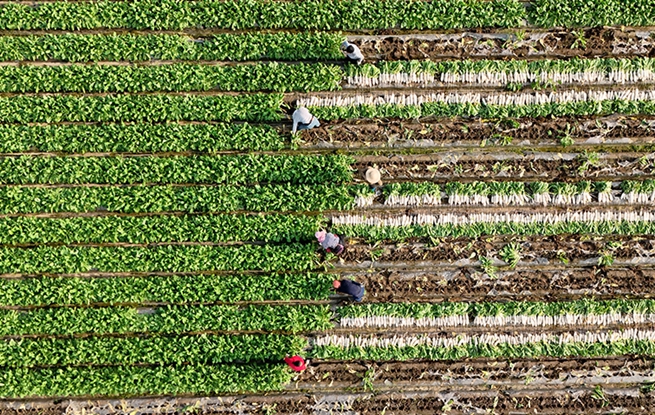 四川蓬安：订单萝卜采收忙