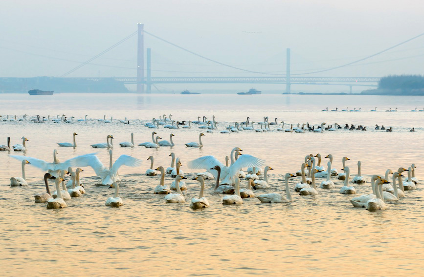 安徽铜陵：生态好 候鸟至