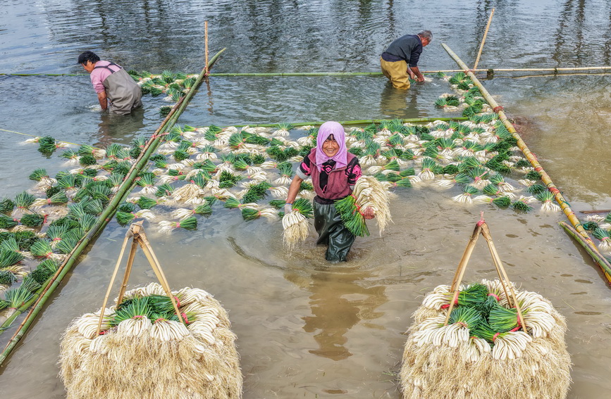 湖南道县：种藠头 促增收