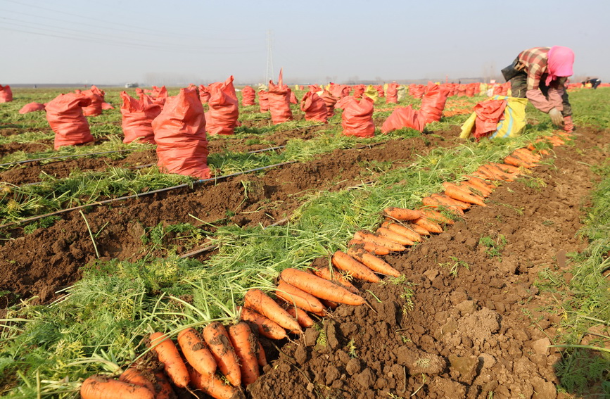 河南鄢陵：胡萝卜喜丰收