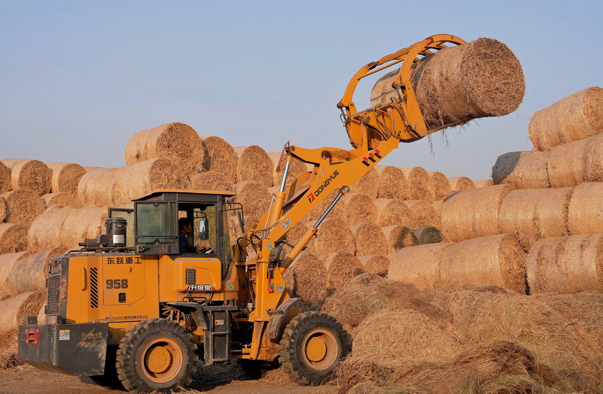 江苏海安：稻草回收 环保增收