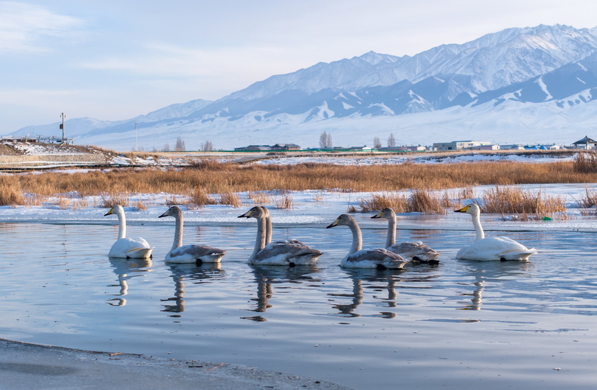 新疆巴里坤：天鹅游弋