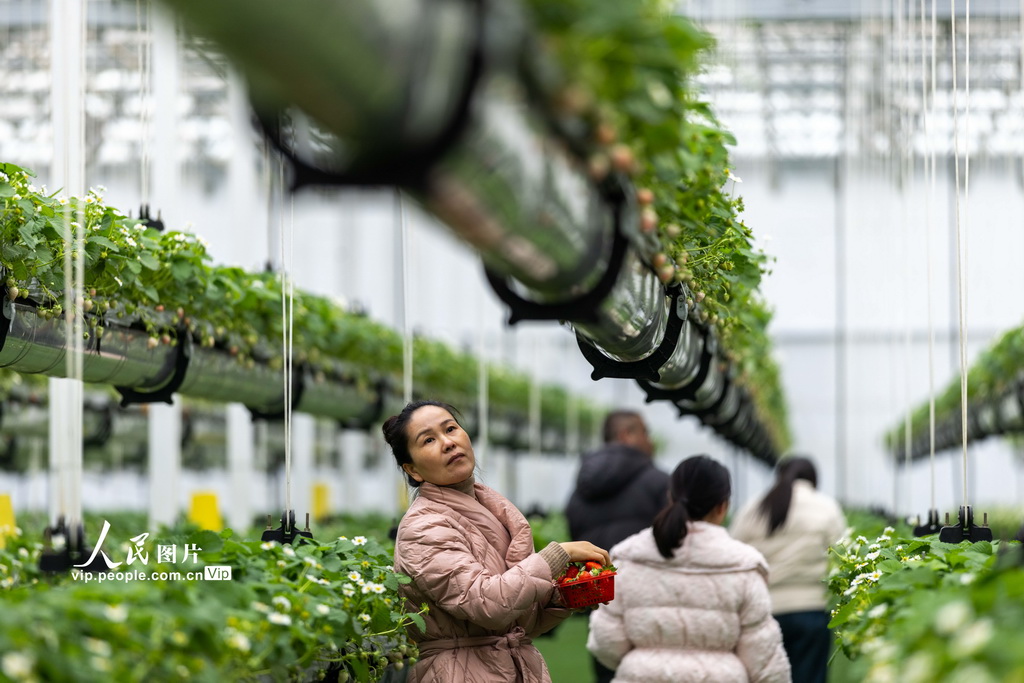安徽六安：体验采摘“空中”草莓【2】