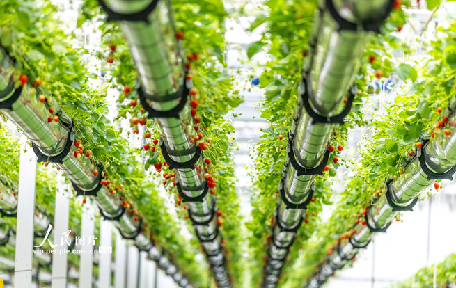 安徽六安：体验采摘“空中”草莓