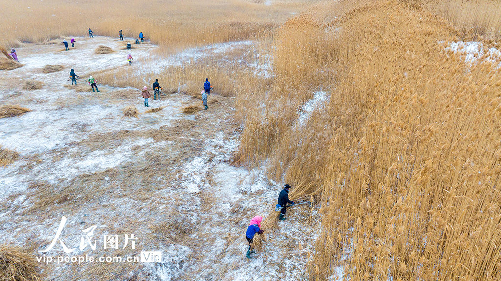 甘肃张掖：万亩芦苇收割忙