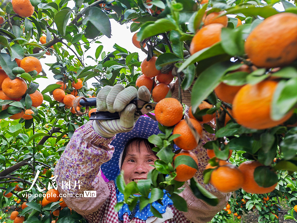 广西金秀：采摘沙糖桔【3】