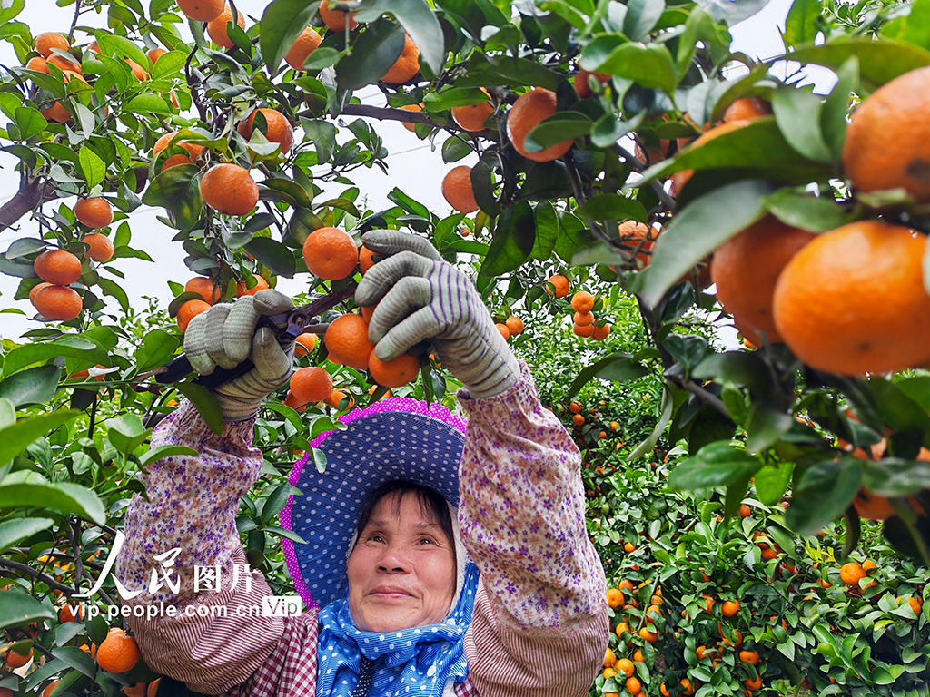 广西金秀：采摘沙糖桔【2】