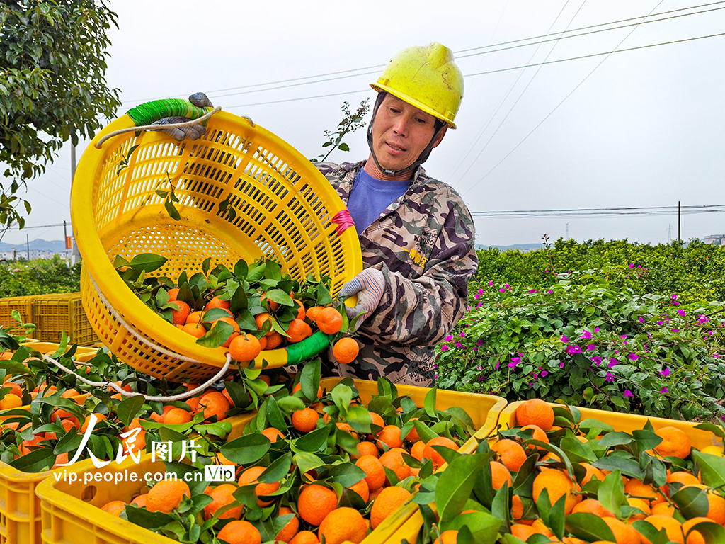 广西金秀：采摘沙糖桔【4】