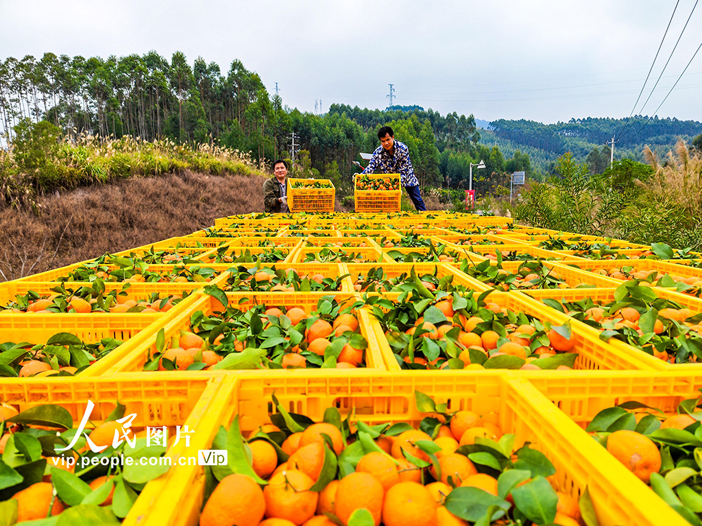 广西金秀：采摘沙糖桔【5】