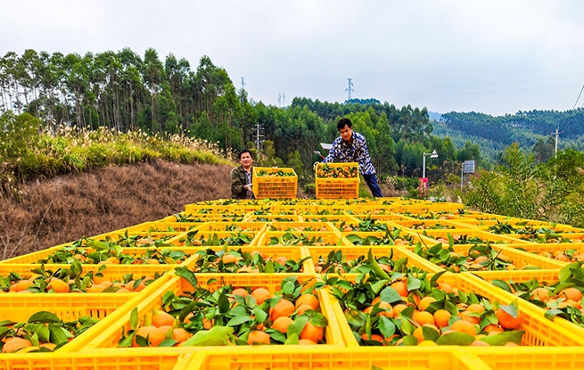 广西金秀：采摘沙糖桔