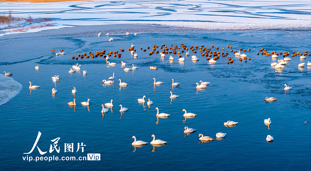 甘肃张掖：天鹅舞翩跹