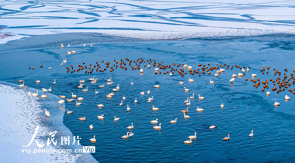 甘肃张掖：天鹅舞翩跹【4】