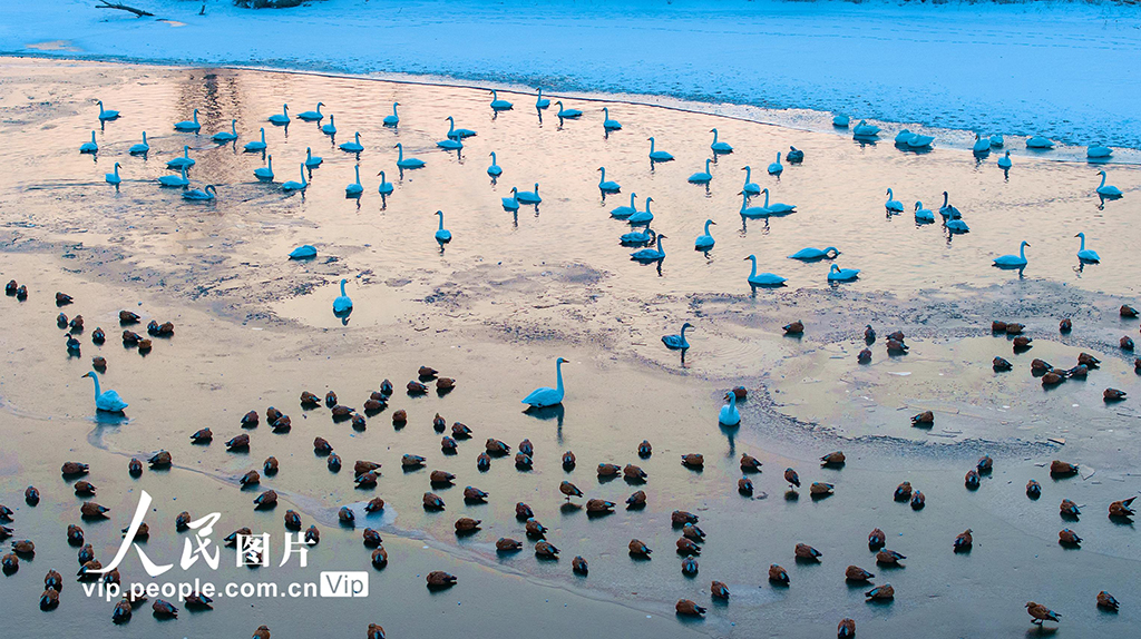 甘肃张掖：天鹅舞翩跹【6】