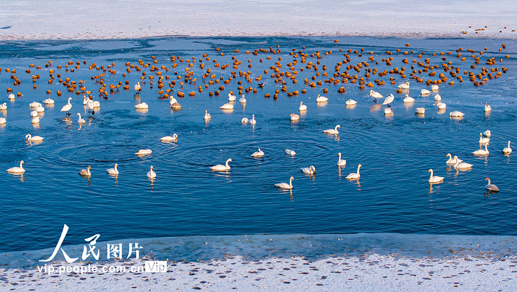 甘肃张掖：天鹅舞翩跹【7】