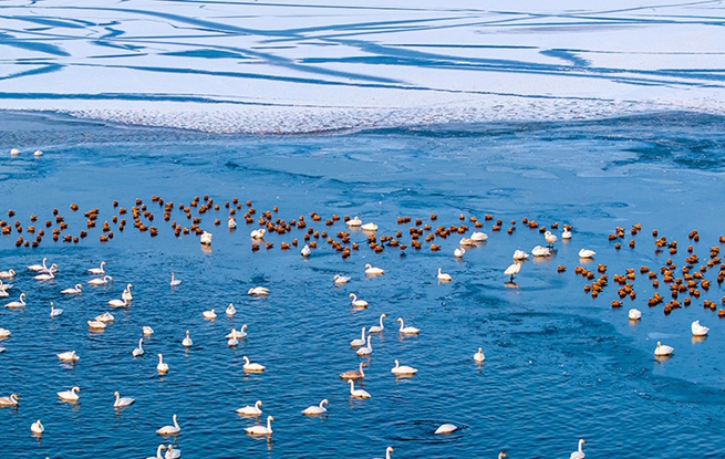 甘肃张掖：天鹅舞翩跹