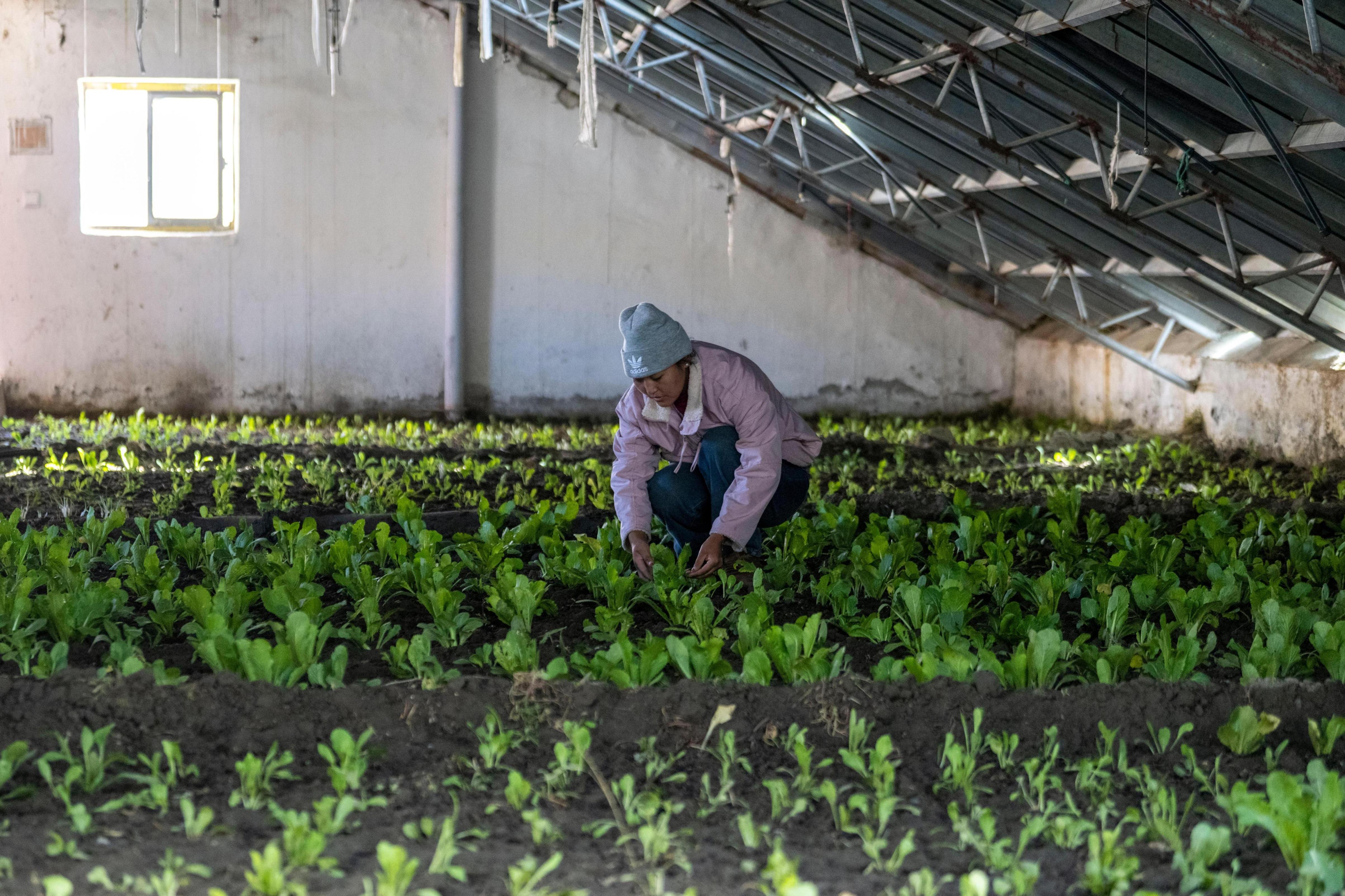 2025年12月13日,在西藏定日县长所乡嘎旦村,00后村干部旦增萨珍在管护村民种植的蔬菜。人民网记者 翁奇羽摄