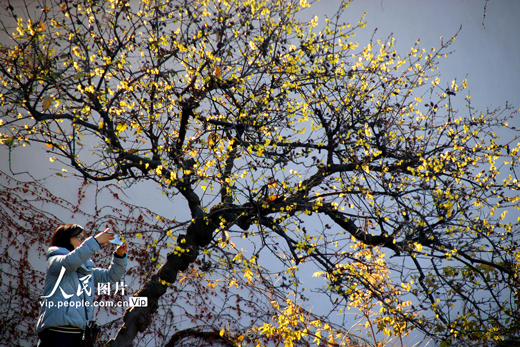 江苏苏州：蜡梅绽放【3】