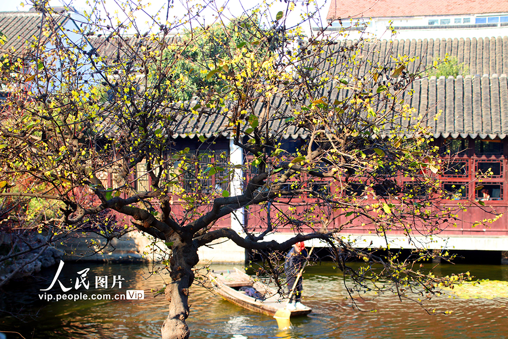 江苏苏州：蜡梅绽放【4】