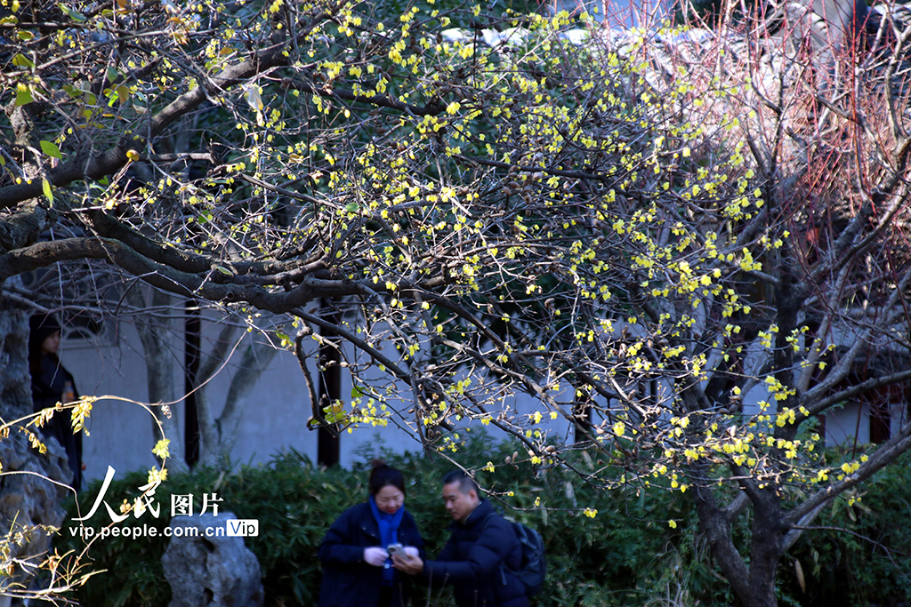 江苏苏州：蜡梅绽放【2】