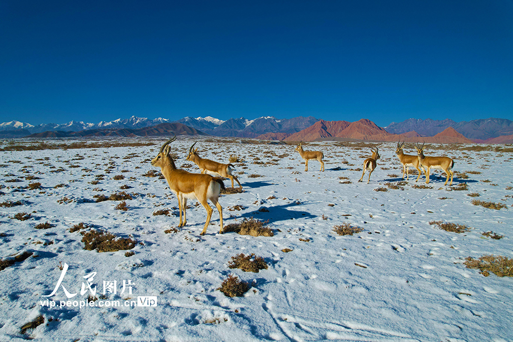 新疆温宿：戈壁滩上的鹅喉羚【3】