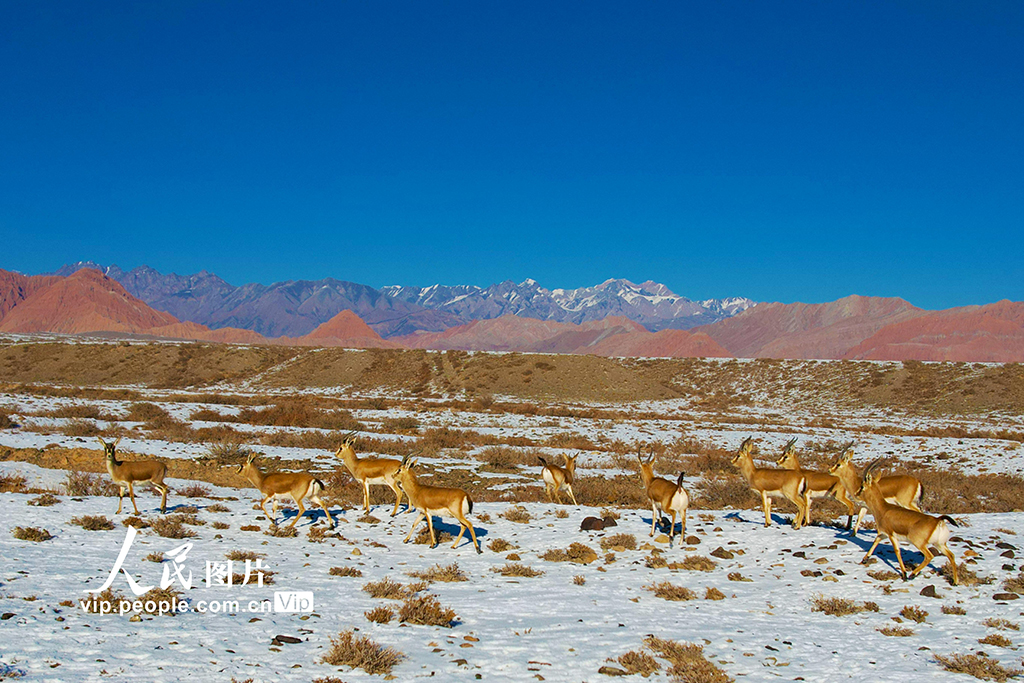 新疆温宿：戈壁滩上的鹅喉羚【4】