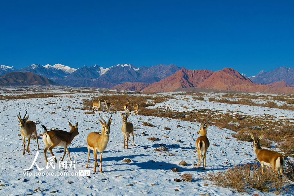 新疆温宿：戈壁滩上的鹅喉羚【2】