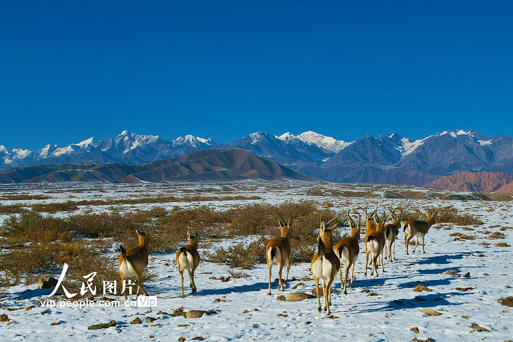 新疆温宿：戈壁滩上的鹅喉羚【5】