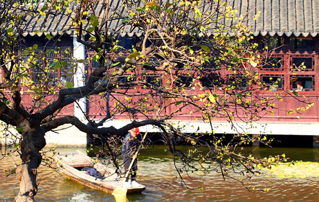 江苏苏州：蜡梅绽放