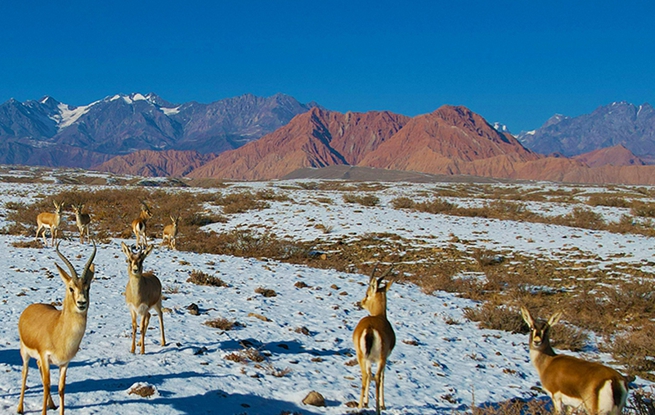 新疆温宿：戈壁滩上的鹅喉羚
