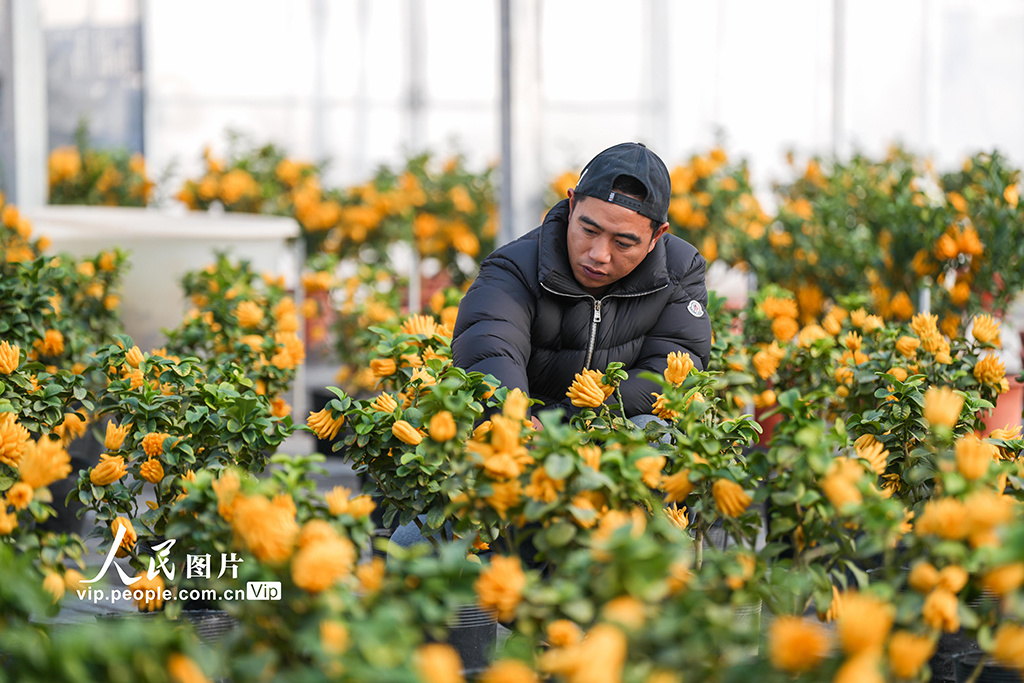 浙江金华：青年返乡 佛手飘香