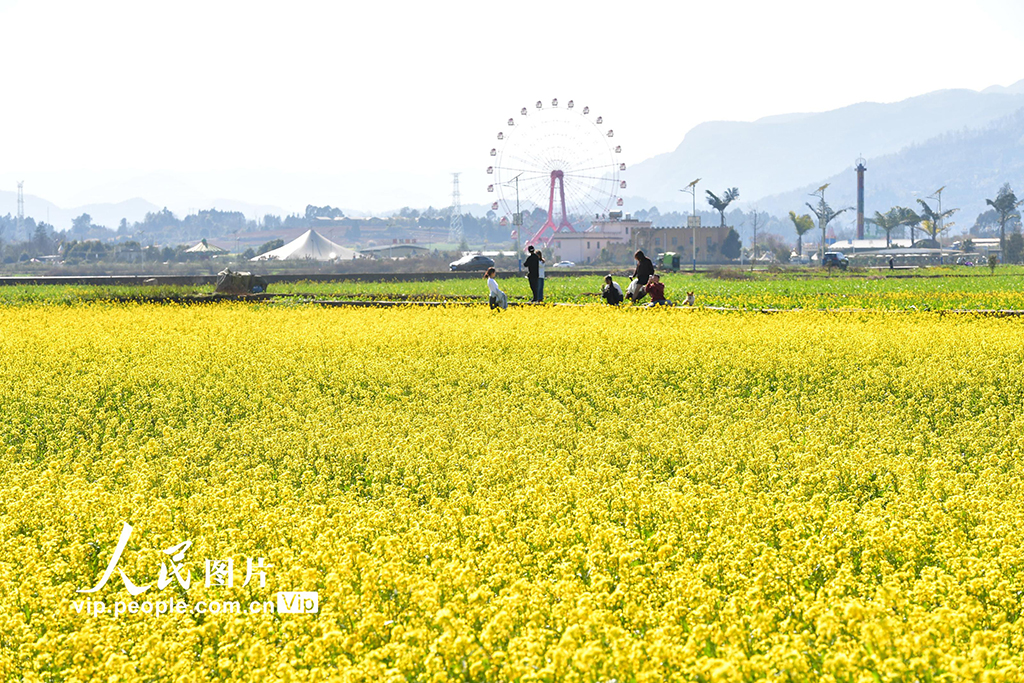 云南罗平：油菜花开【3】