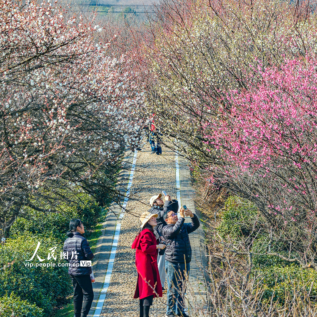 江苏南京：梅花绽放迎客来【3】