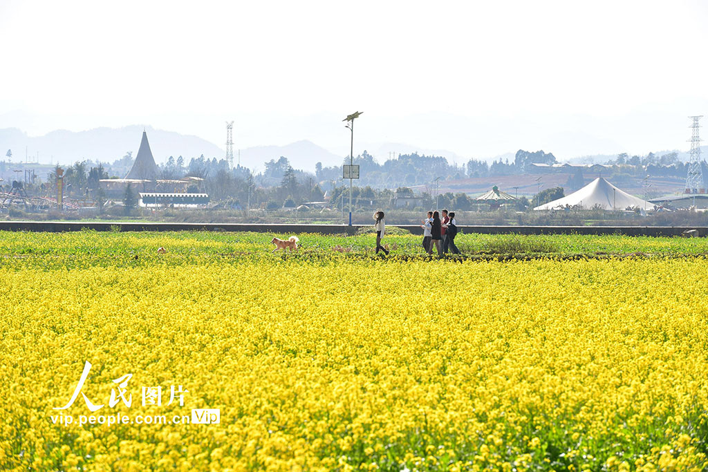 云南罗平：油菜花开