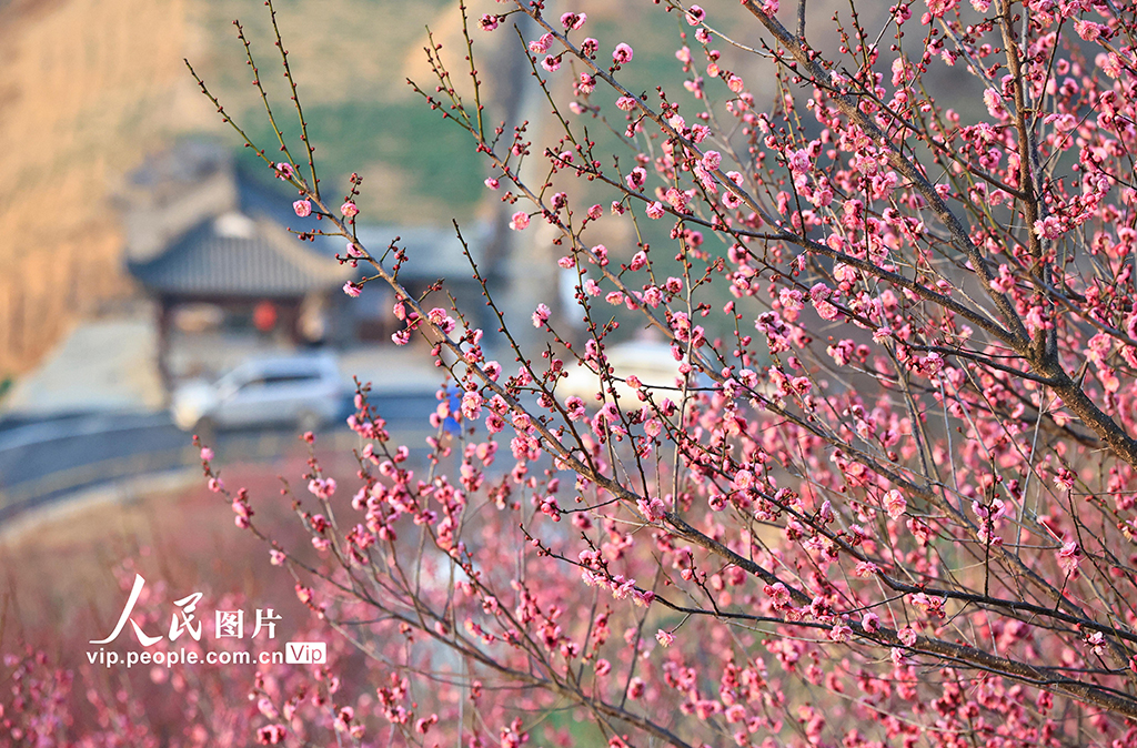 安徽歙县：梅花吐香引客来【3】