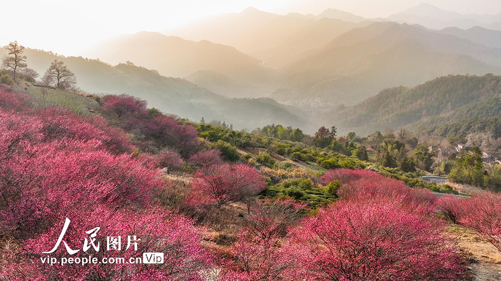 安徽歙县：梅花吐香引客来【2】