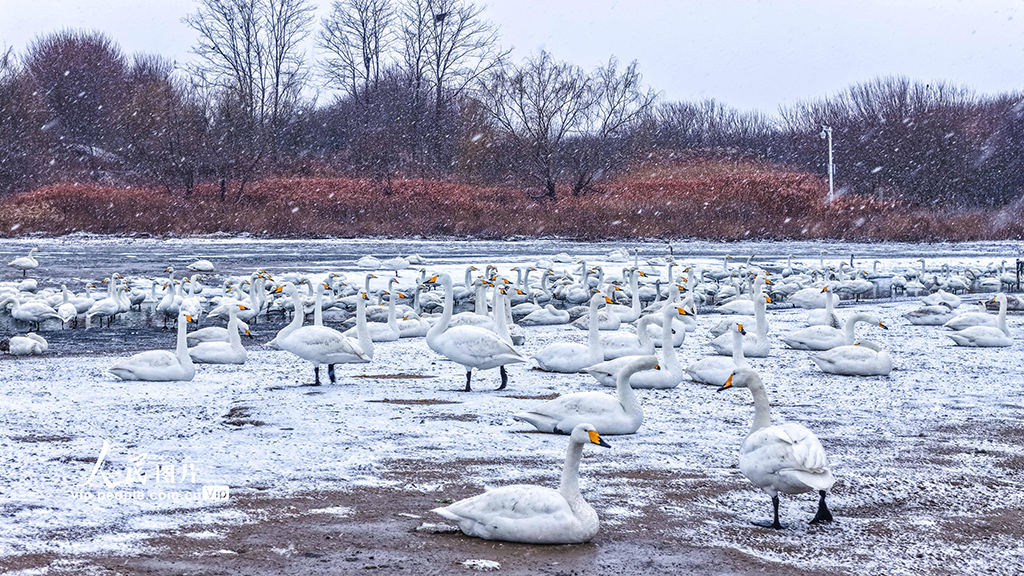 山东荣成：雪落天鹅湖【3】