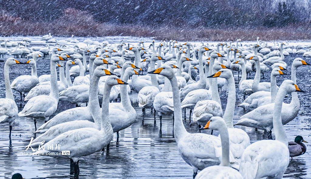 山东荣成：雪落天鹅湖
