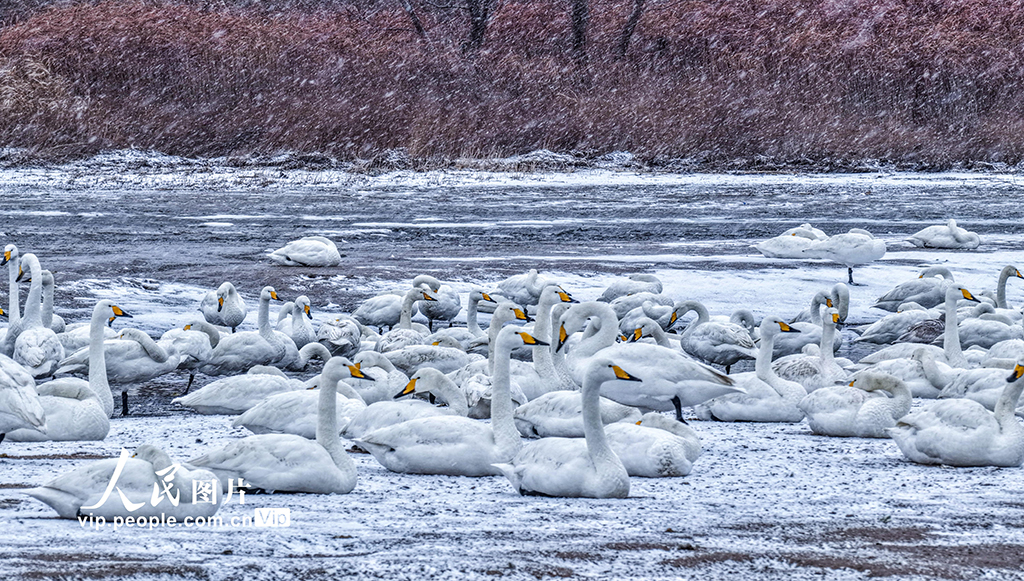 山东荣成：雪落天鹅湖【5】
