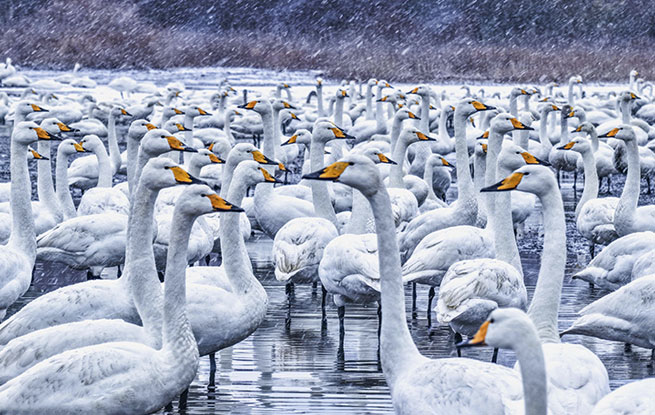 山东荣成：雪落天鹅湖