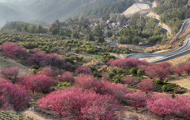 安徽歙县：梅花吐香引客来