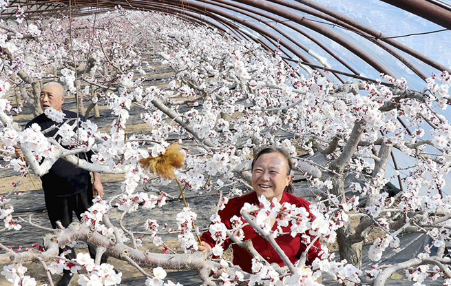 甘肃静宁：大寒时节授粉忙