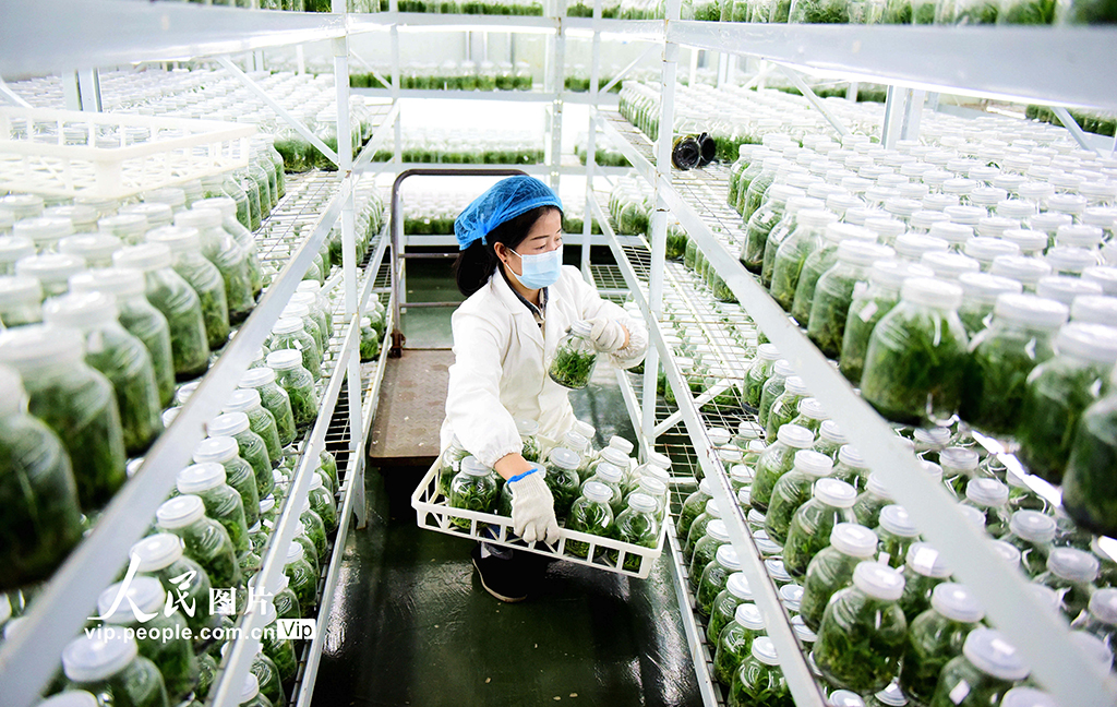 贵州从江：科技育苗备春耕