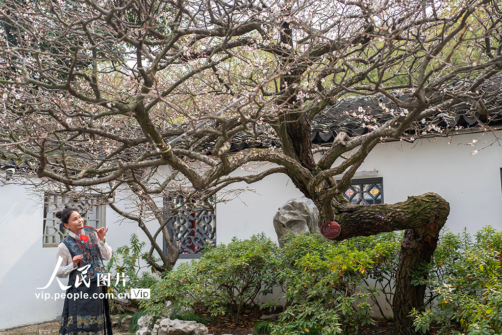 上海：曲水园赏梅