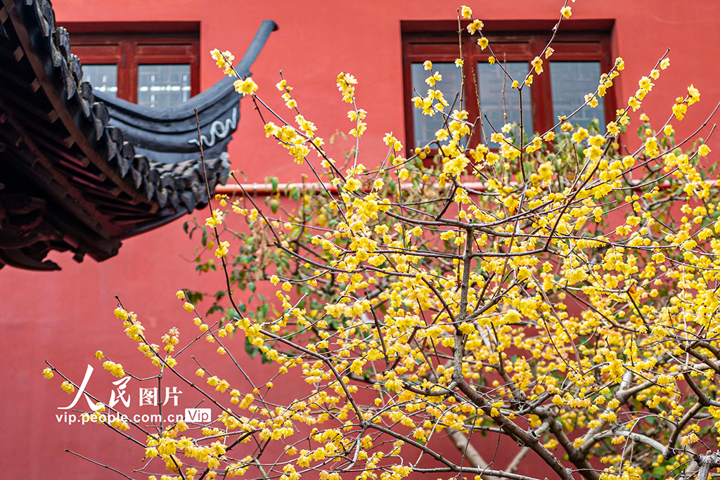 上海：曲水园赏梅【4】