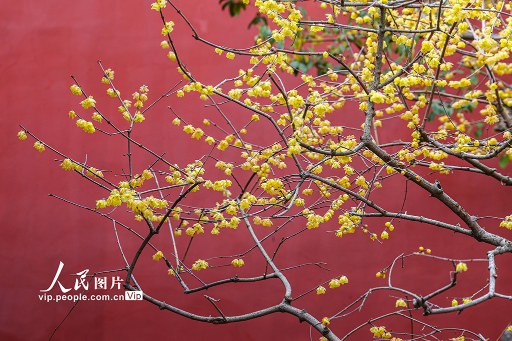 上海：曲水园赏梅【6】