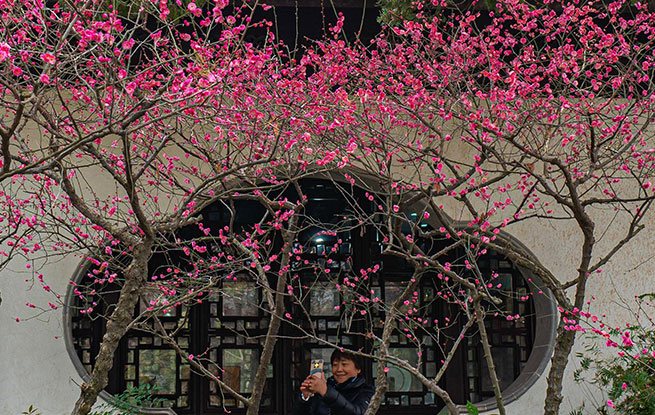 上海：曲水园赏梅