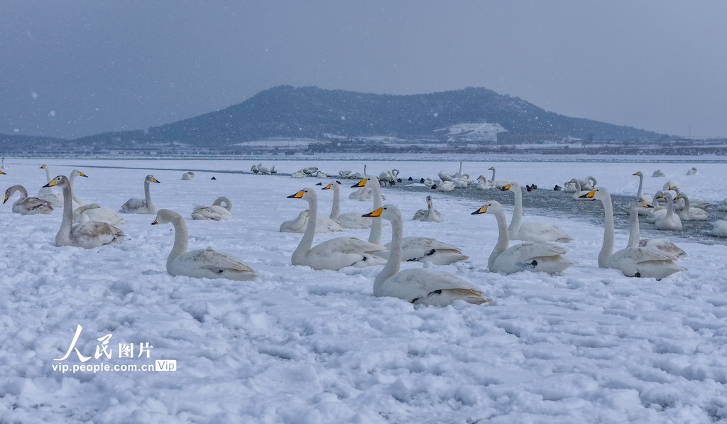 山东荣成：天鹅沐雪【2】