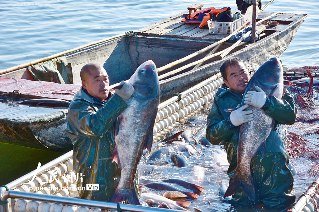 江苏如皋：龙游湖冬捕迎新春【3】